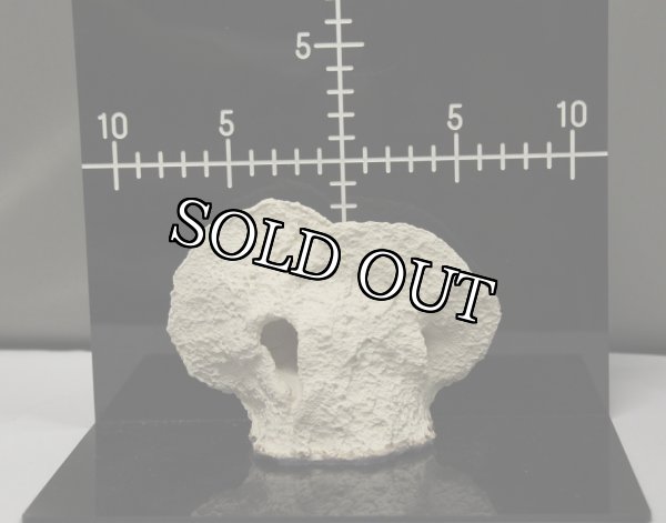 画像6: ◎Magnet Reef Shelf Nano